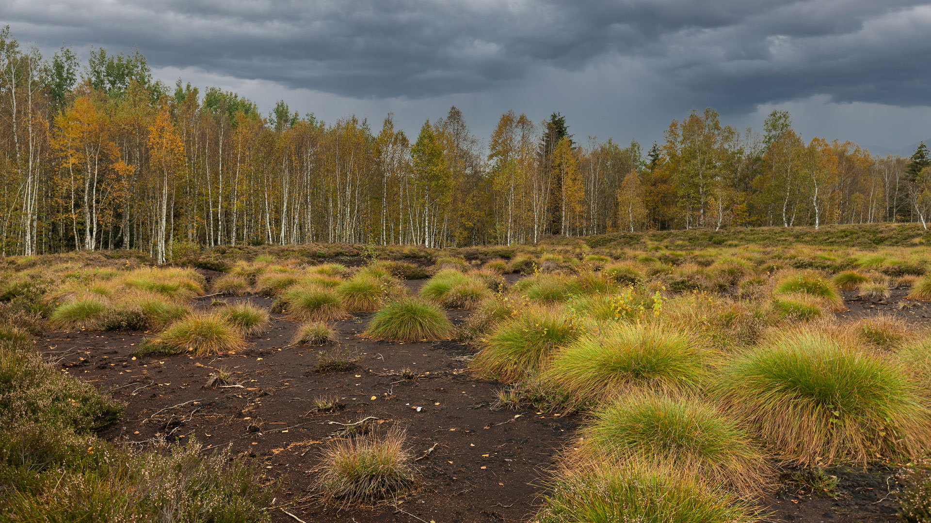 moorlandschaft_01