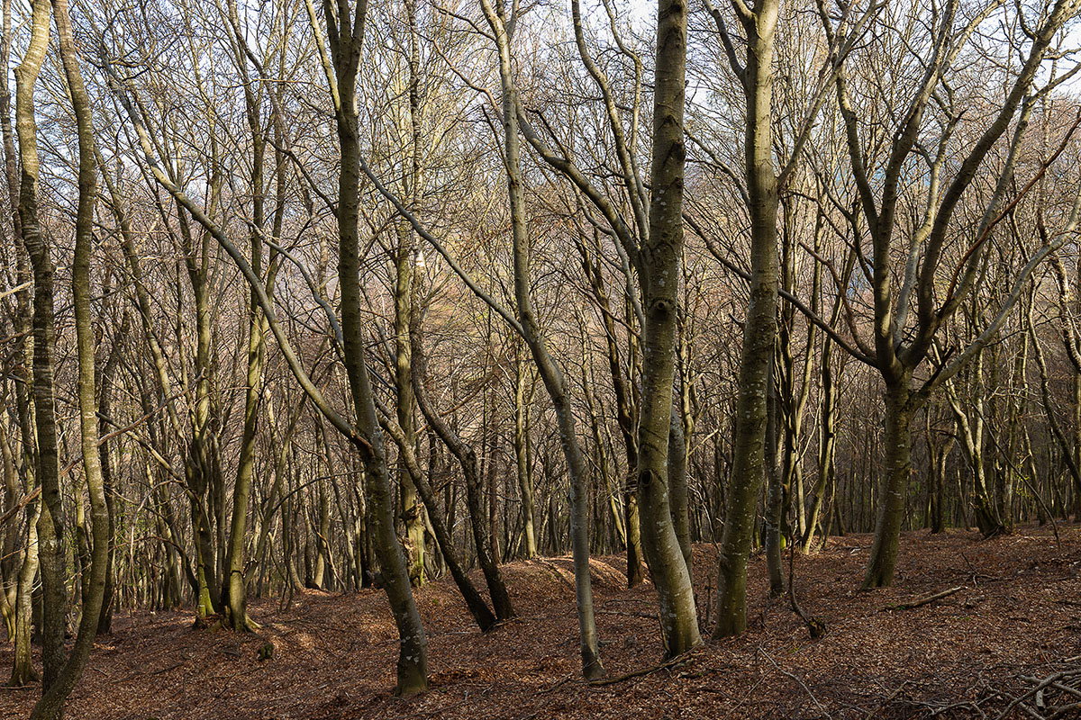 Wald am Sighignola
