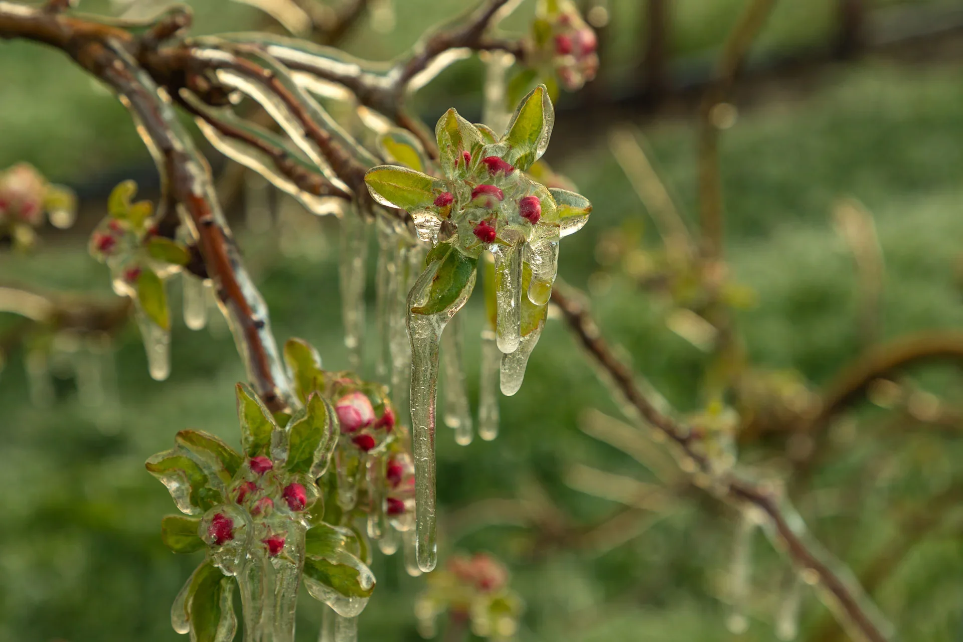 Eisblüten