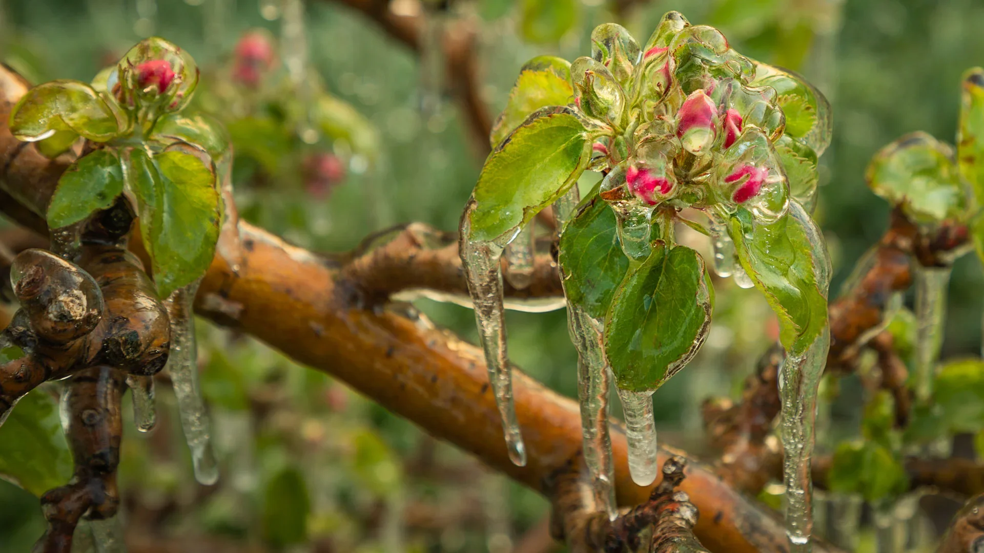 Blüten-Eisschutz