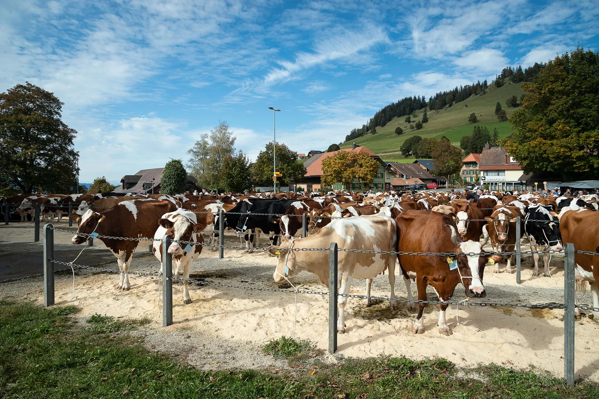 Viehschau