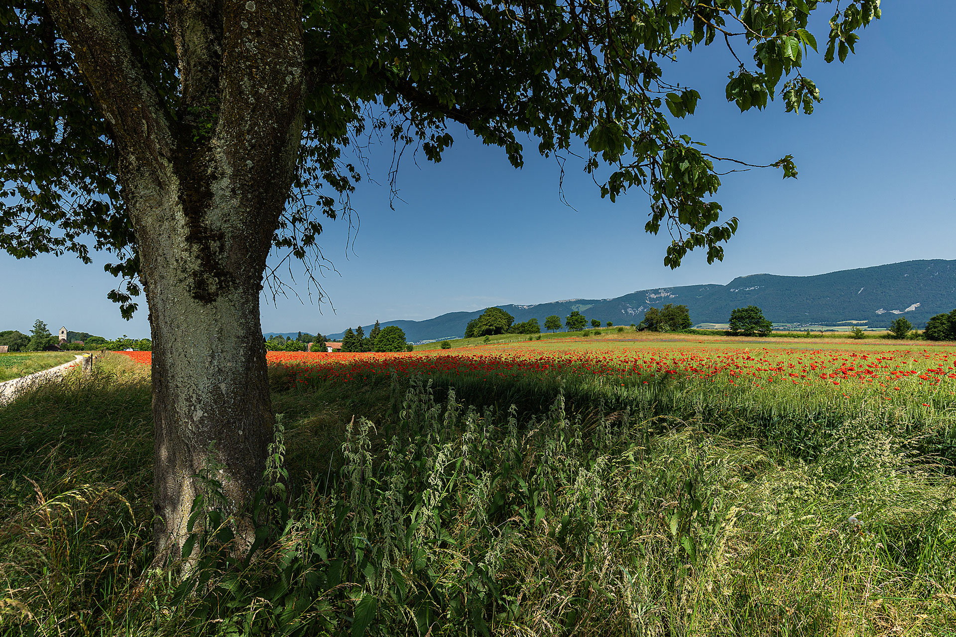 mohnfeld