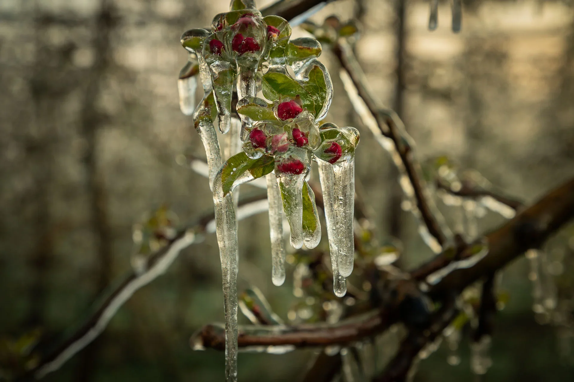 Eiszapfen