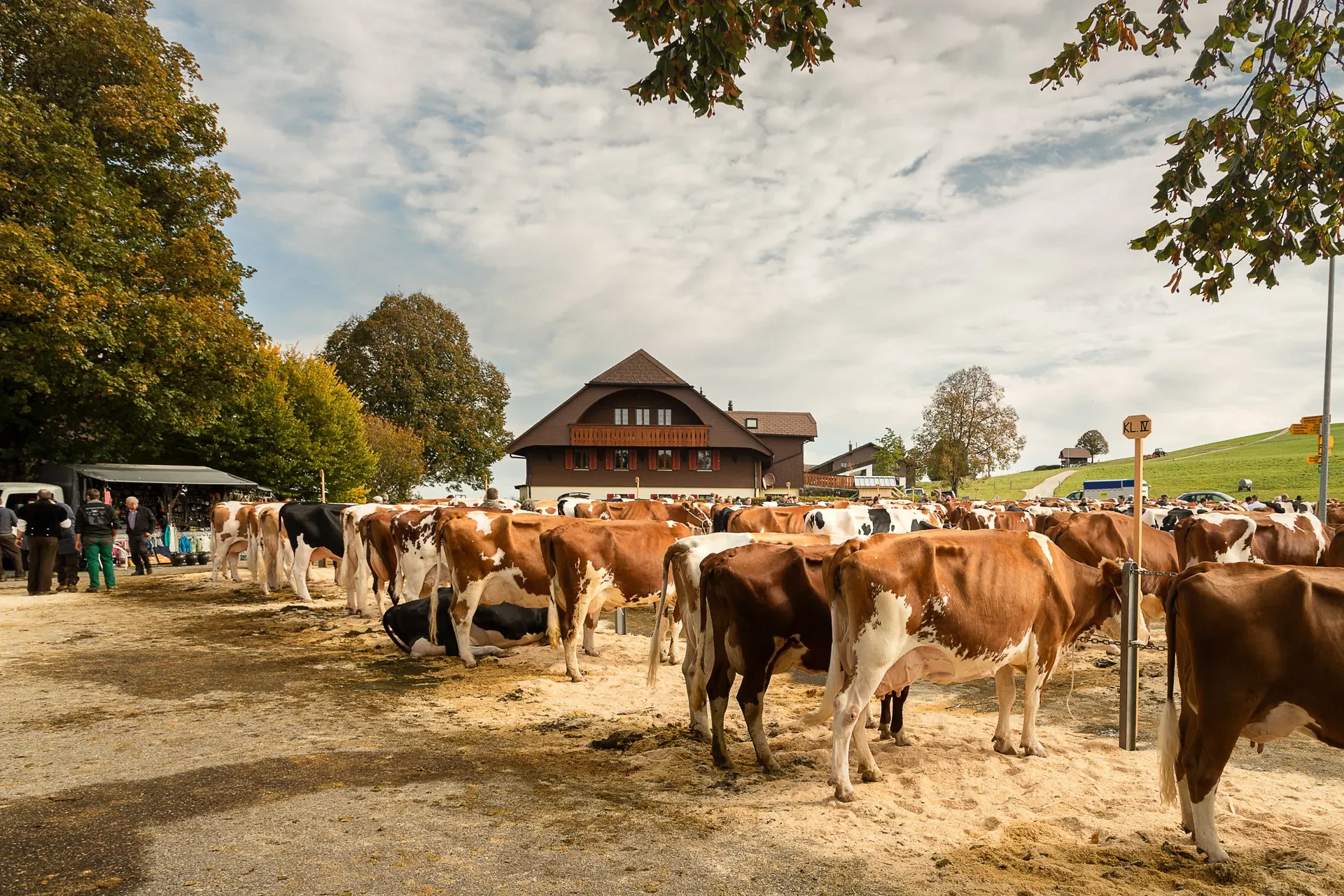 Viehschau
