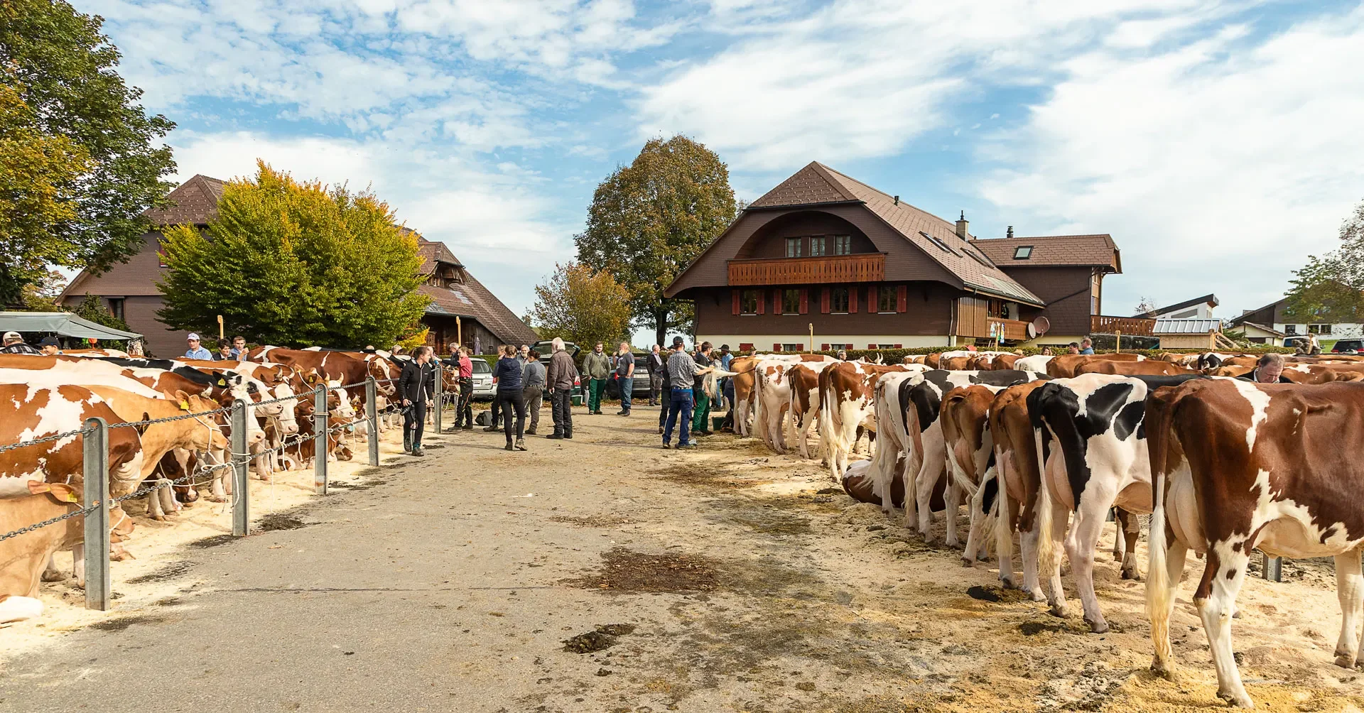 Viehschau