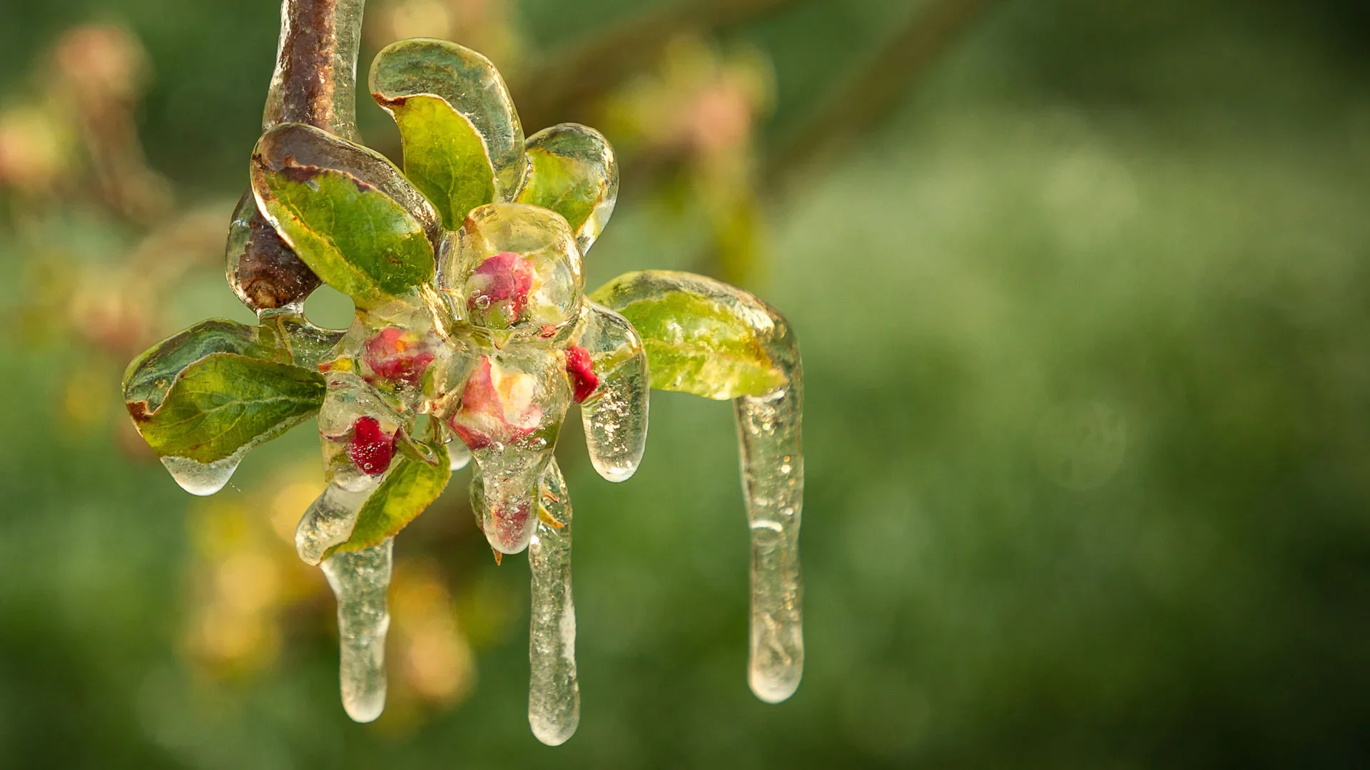 Eis-Gabel