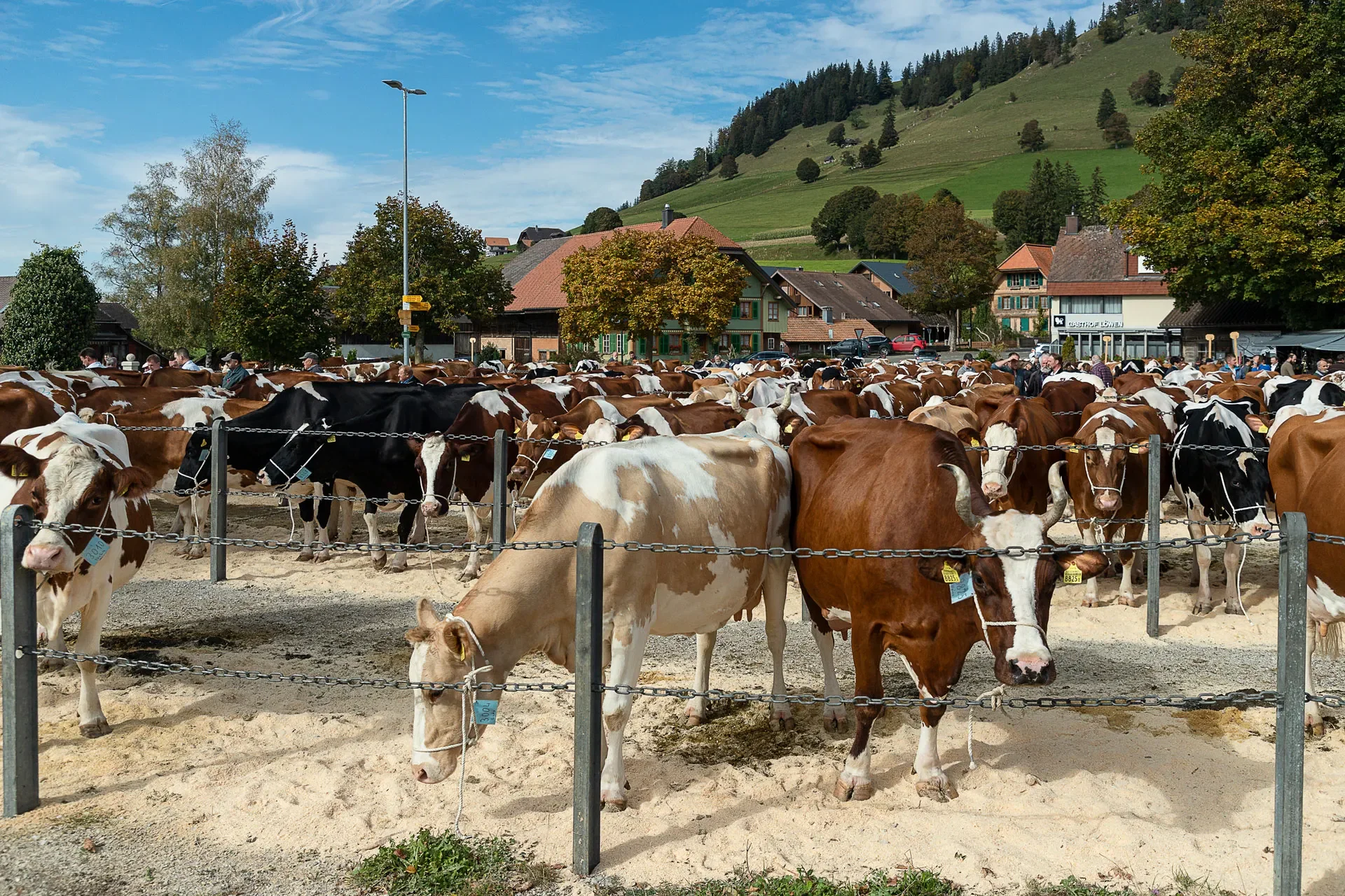 Viehschau