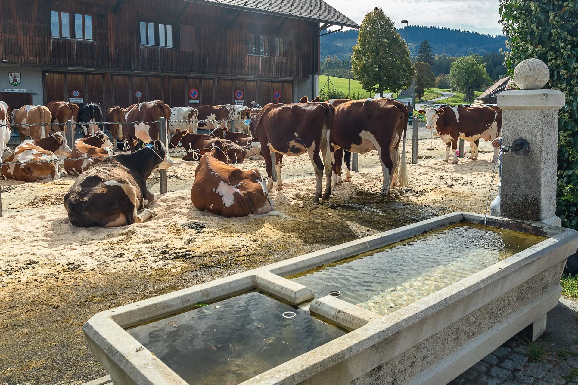 Viehschau