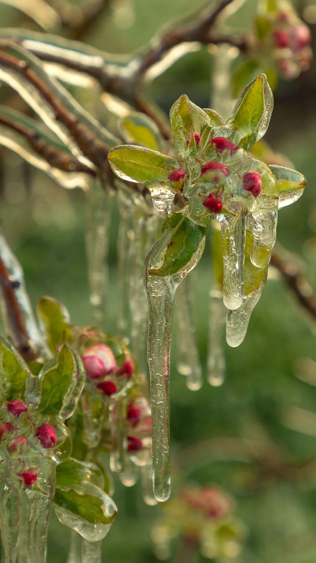 Eisblüten