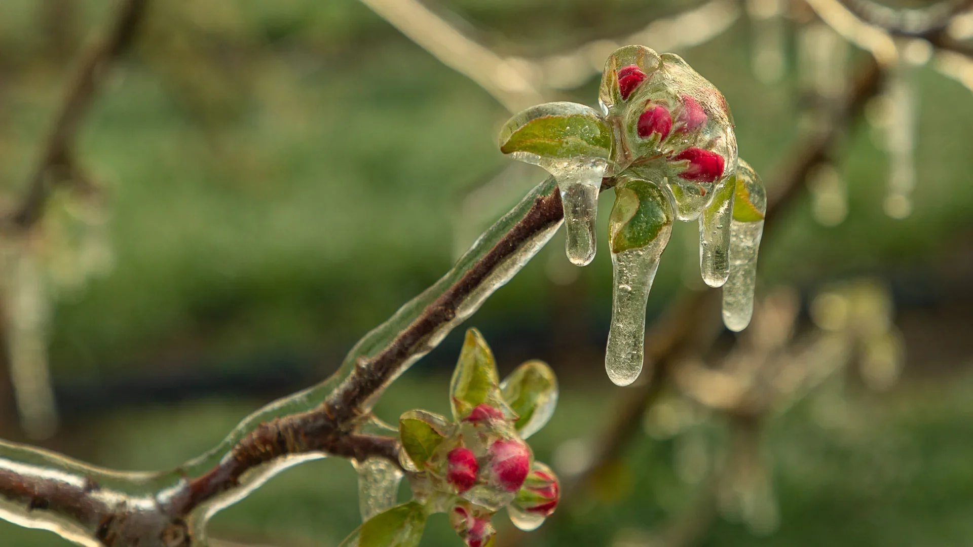 Blüten-Eisschutz