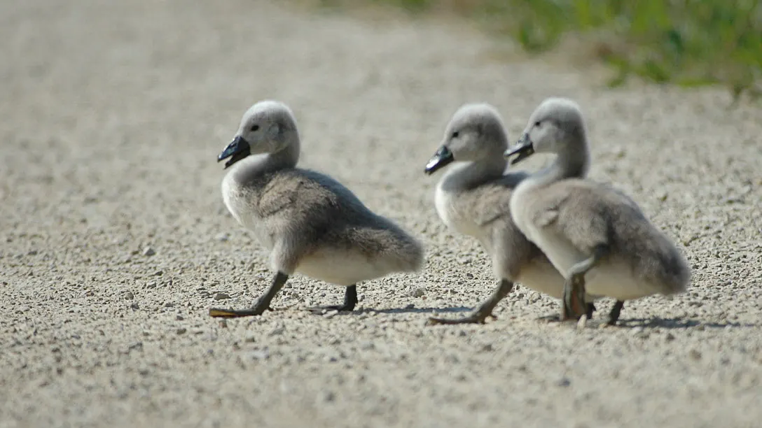 Mit strammen Schritten