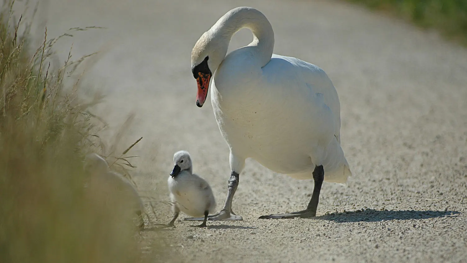 Ich bin der Schnellste